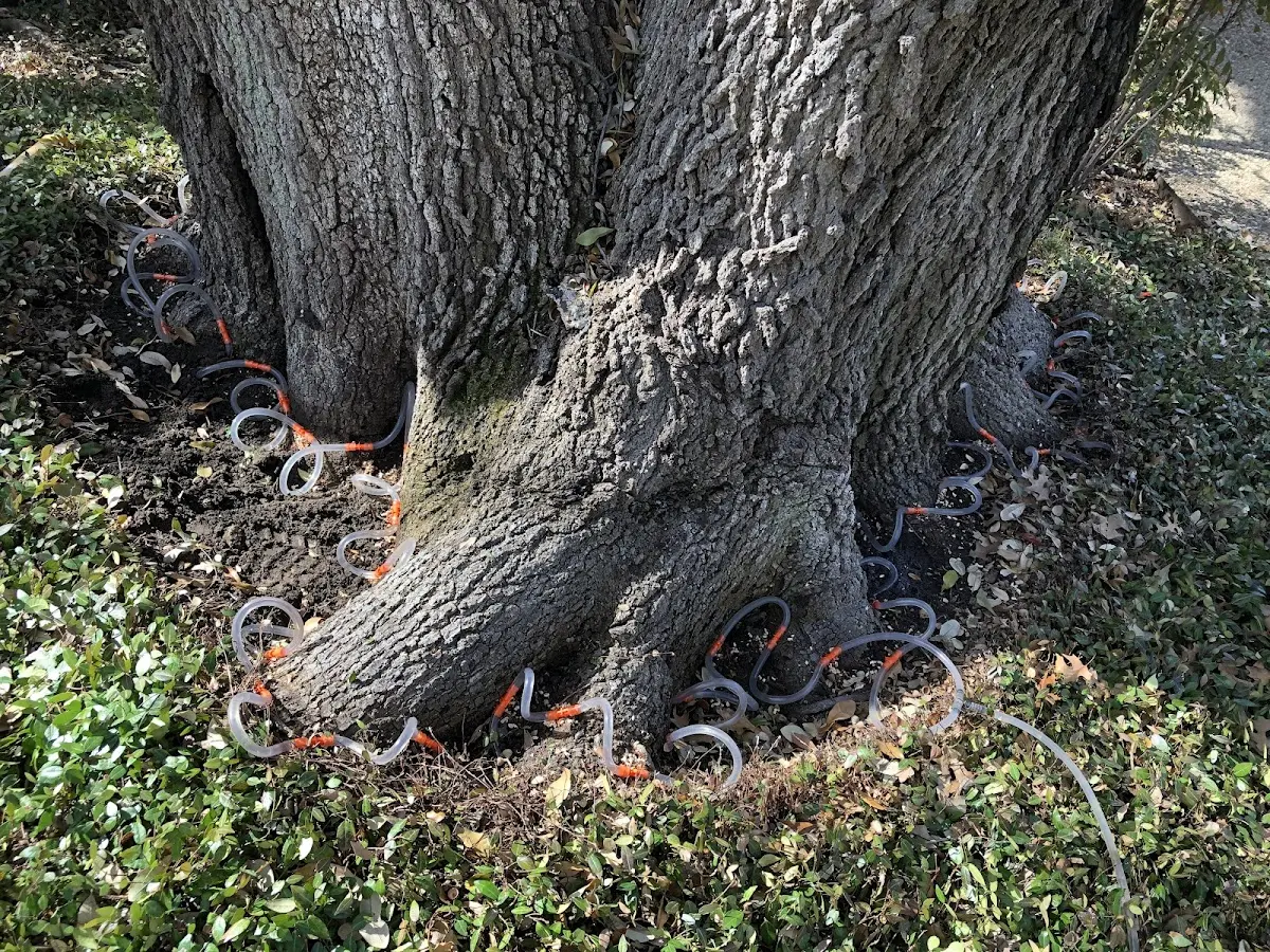 Detailed Tree Cabling and Bracing job site in Sulphur
