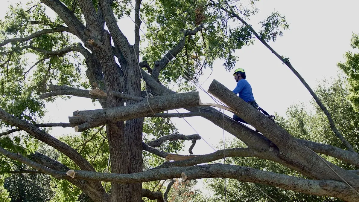 Professional Crown Thinning performed by certified arborists in Sulphur