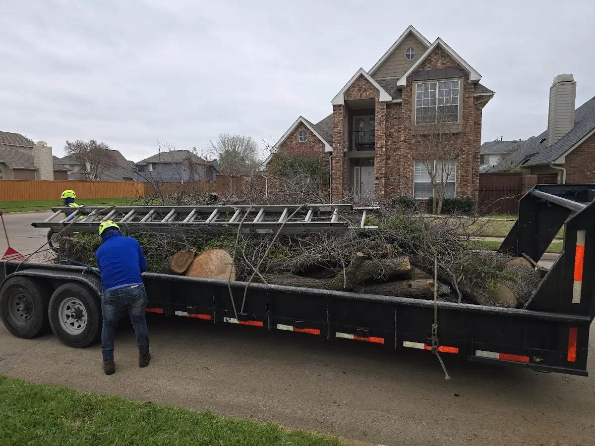Expert Tree Removal with proper safety equipment in Sulphur